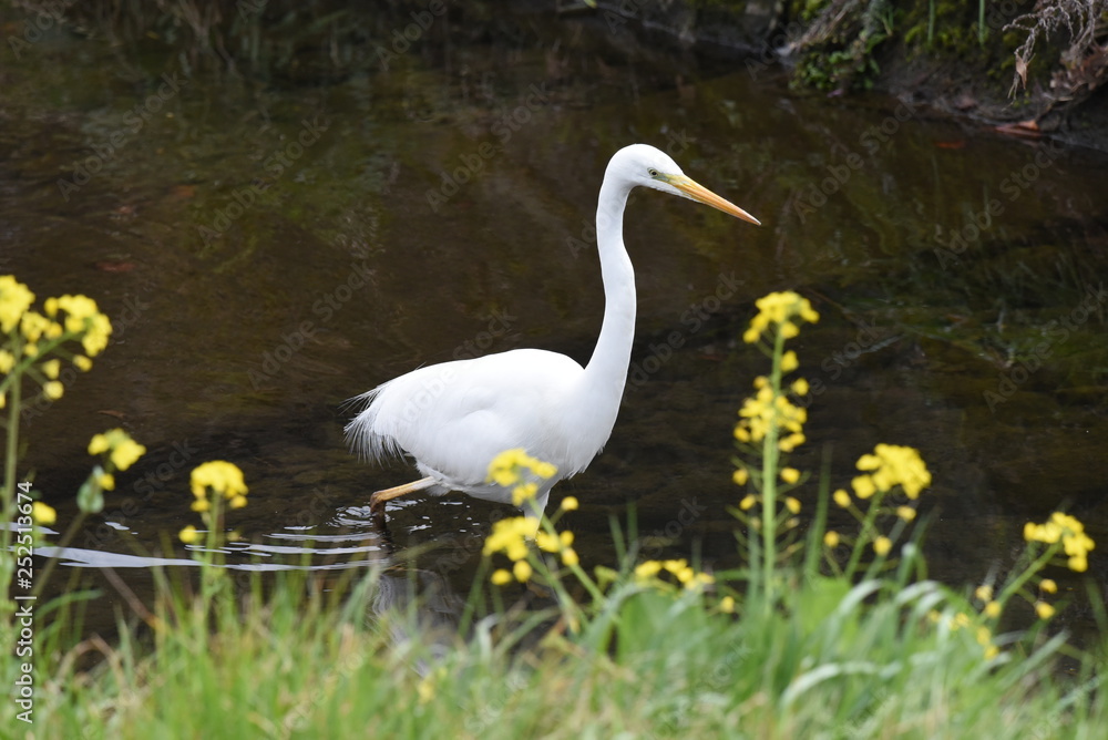 Obraz premium An egret in the stream