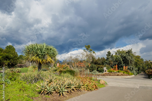 Many Aloe blossom