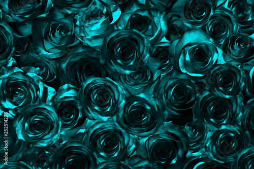 blue black roses.