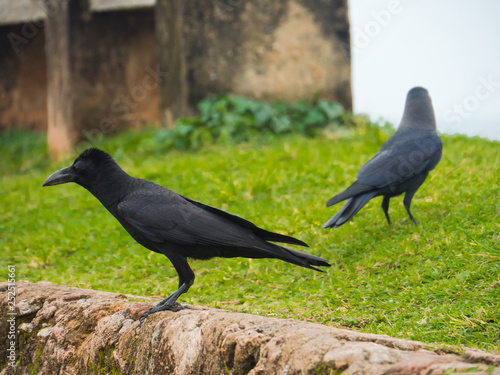A pair of rooks on the grass.