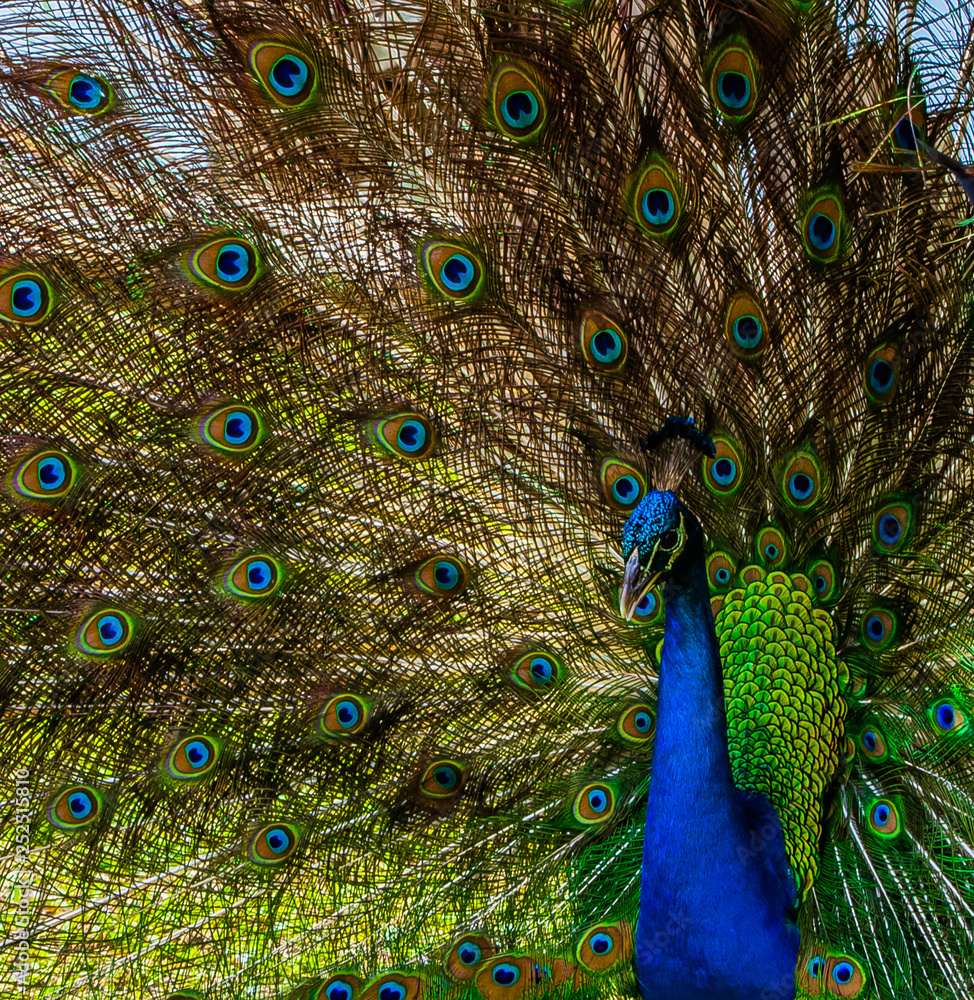 Obraz premium Offset Portrait of Blue Peacock with his Tail Feather in the Background