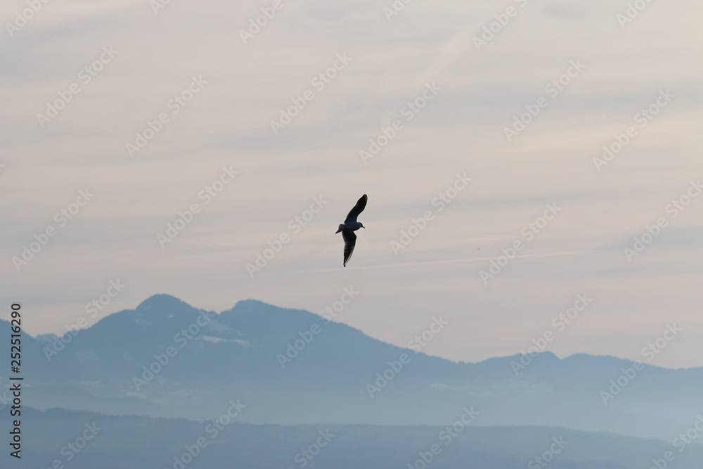 Mouette en vol de travers au dessus du lac Mouette en vol de travers au dessus du lac