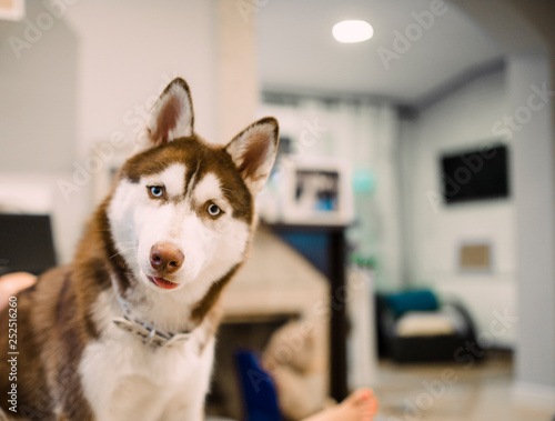 Fototapeta Naklejka Na Ścianę i Meble -  Siberian husky dog ​​with expression of amazement