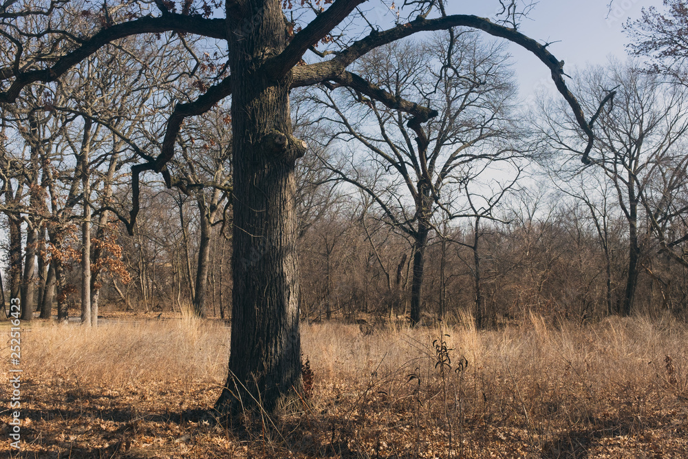 Obraz premium post oak tree in a field
