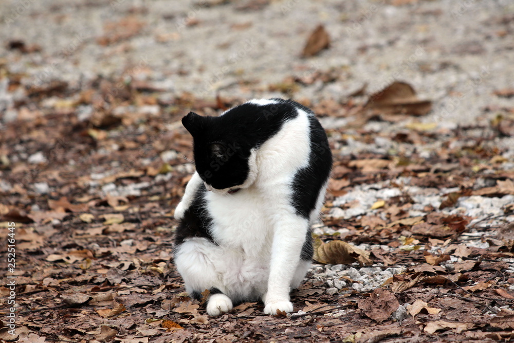 Cute black and white domestic cat sitting and cleaning herself while sitting on gravel forest path covered with dried fallen leaves on warm sunny day Cute black and white domestic cat sitting and cleaning herself while sitting on gravel forest path covered with dried fallen leaves on warm sunny day