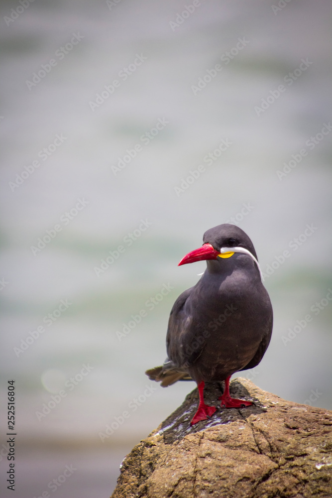 Obraz premium ave en la playa