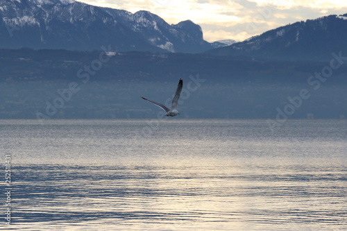 Mouette en vol au dessus du lac, ailes hautes