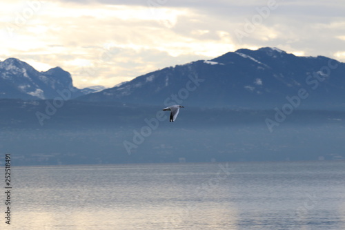 Mouette en vol au dessus du lac, ailes basses © Marc