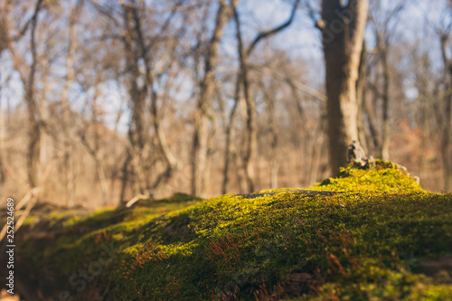 Fototapeta Naklejka Na Ścianę i Meble -  moss on the bark of a downed tree