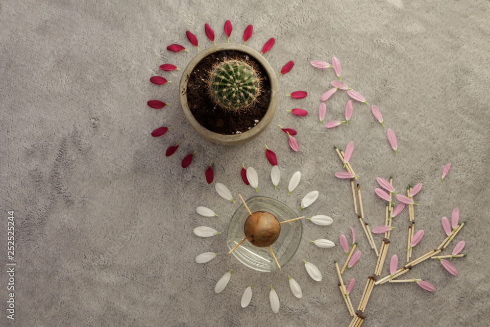 flat lay with cactus, avocado pit and petals