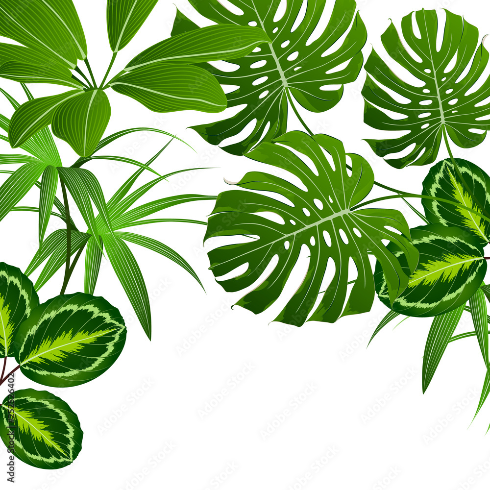 Tropical summer pattern with exotic green leaves calatheas and monsteras.