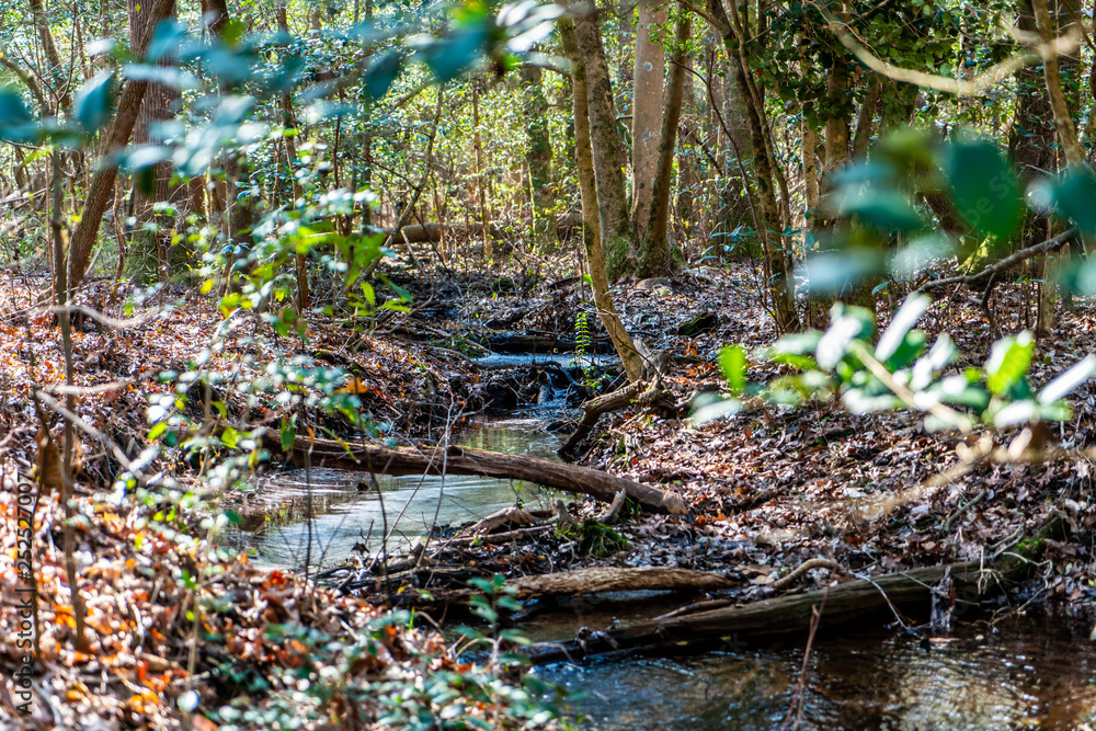 exploring the woods and stream chasing exploring the woods and stream chasing