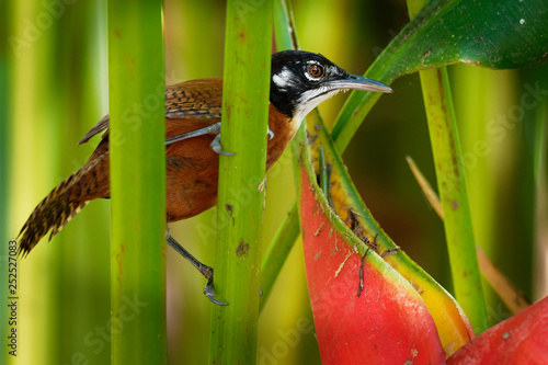 Bay Wren - Cantorchilus nigricapillus  is a highly vocal wren species of forested areas, especially along watercourses, in the lowlands and foothills photo