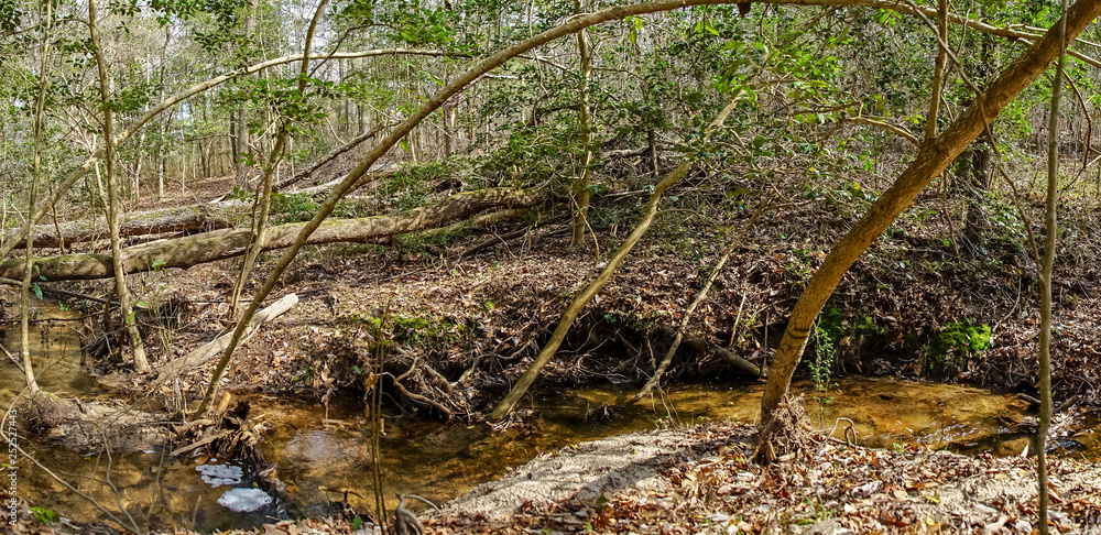 exploring the woods and stream chasing exploring the woods and stream chasing