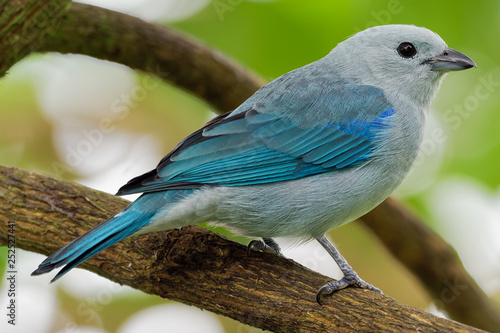 Blue-grey Tanager - Tangara episcopus medium-sized South American songbird of the tanager family, Thraupidae photo