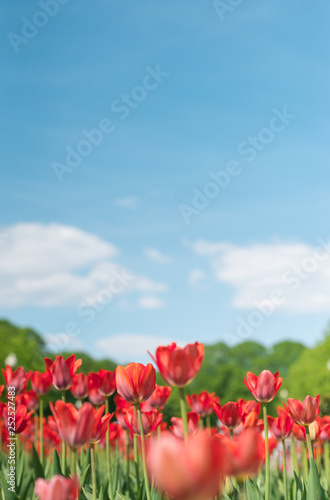 alot of red tulips flower in the park and blue sky with white clouds on background. Spring extreme blurred backdrop. Selective focus macro shot with shallow DOF with copyspace for your text © skrotov