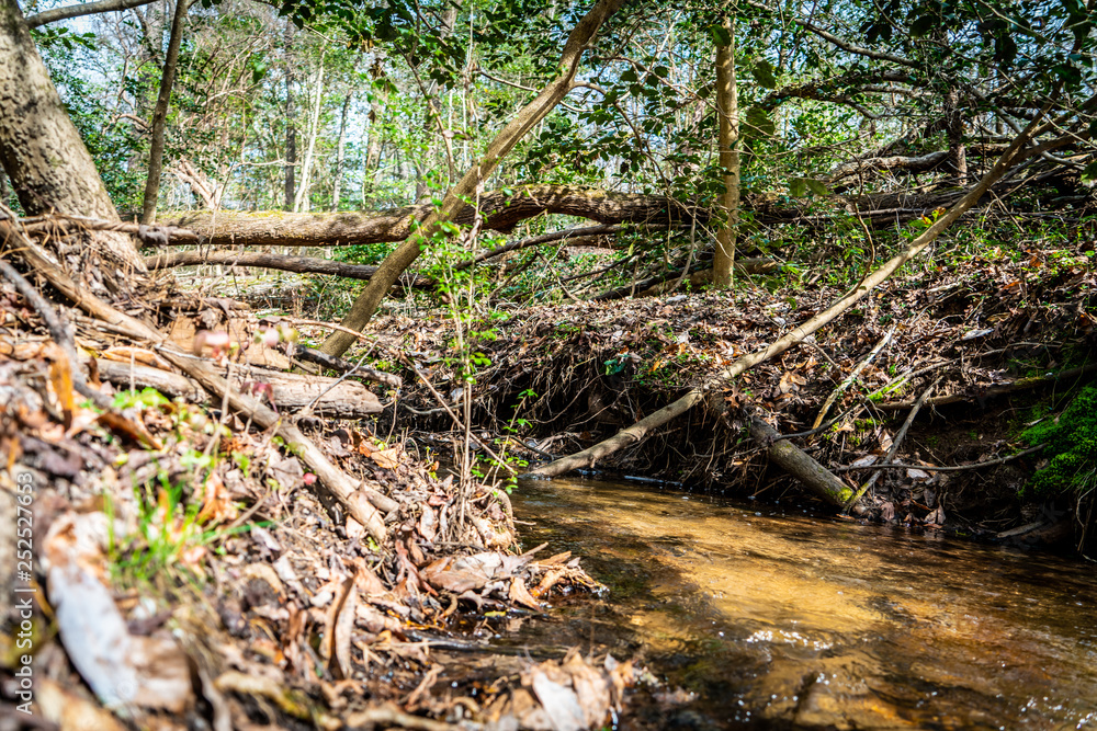 exploring the woods and stream chasing exploring the woods and stream chasing