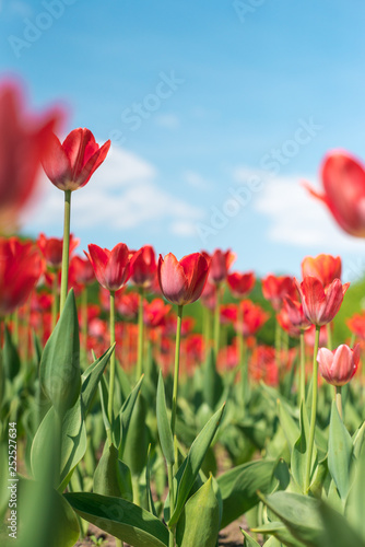 alot of red tulips flower in the park and blue sky with white clouds on background. Spring extreme blurred backdrop. Selective focus macro shot with shallow DOF with copyspace for your text