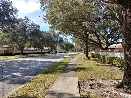 city street with green trees