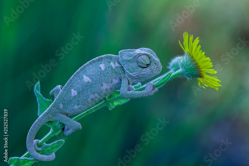 baby chameleon 2 photo