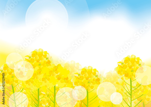 美しい菜の花の背景