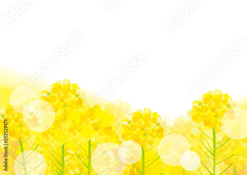 美しい菜の花の背景