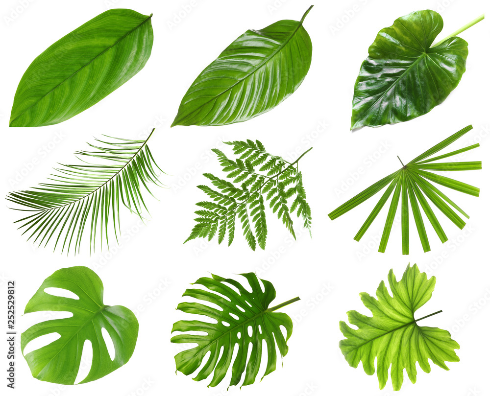Set of different fresh tropical leaves on white background
