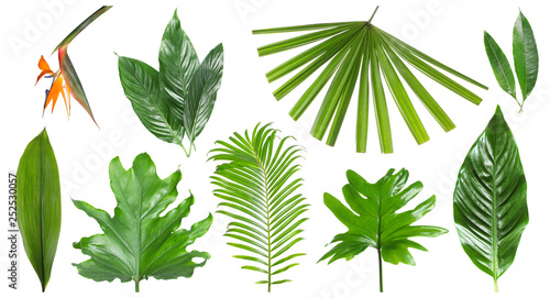 Set of different fresh tropical leaves and flower on white background
