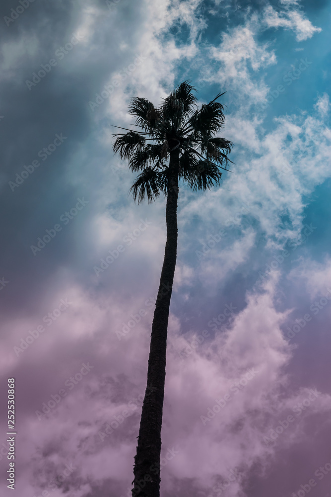 Fototapeta Niski kąt widzenia sylwetka palmy na zachód słońca