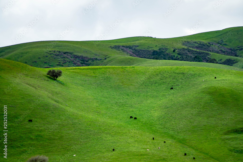 Rural farmland in California with livestock grazing on the hills