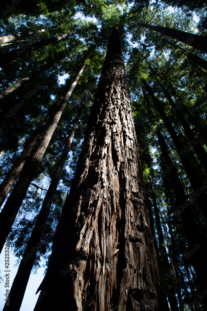 Obraz premium Redwood forest natural trunk with lighting, Warburton, Australia