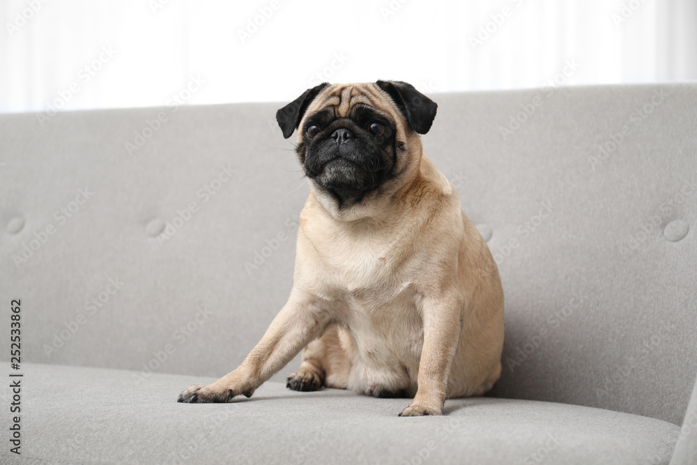 Happy cute pug dog on sofa indoors