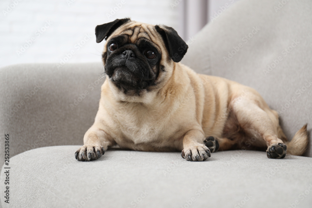 Happy cute pug dog on sofa indoors