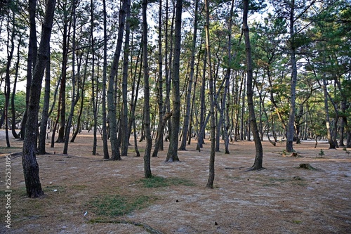 キレイに整備された松林の公園情景