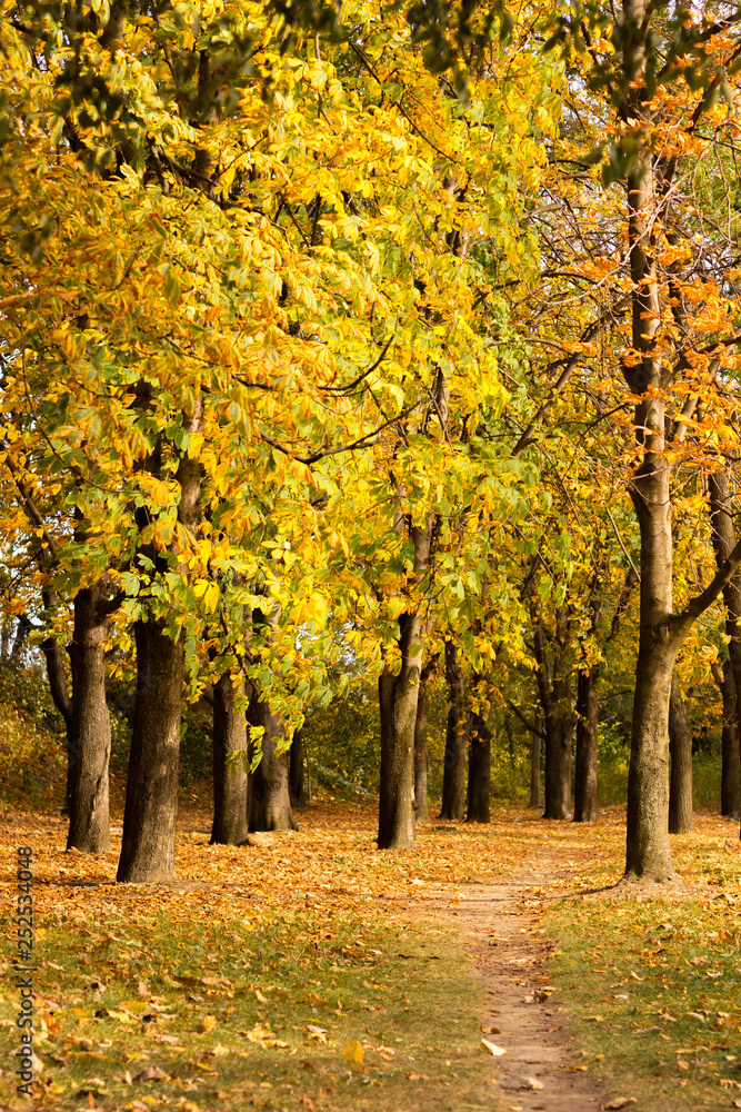 Naklejka premium Public park landscape 