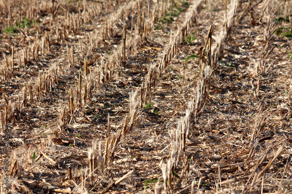 Fototapeta premium Local cornfield left with small densely planted sticks after harvest surrounded with dry husks on warm sunny day