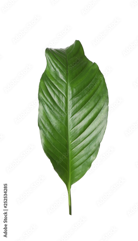 Leaf of tropical spathiphyllum plant isolated on white Leaf of tropical spathiphyllum plant isolated on white