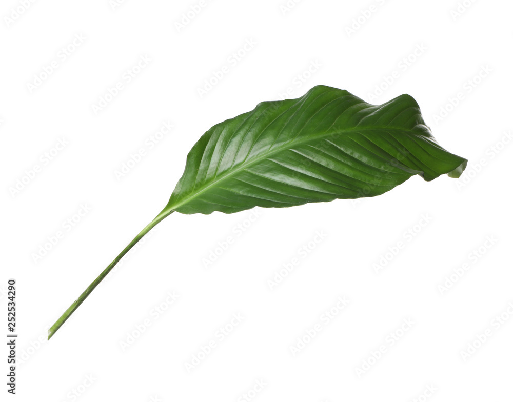 Obraz premium Leaf of tropical spathiphyllum plant isolated on white