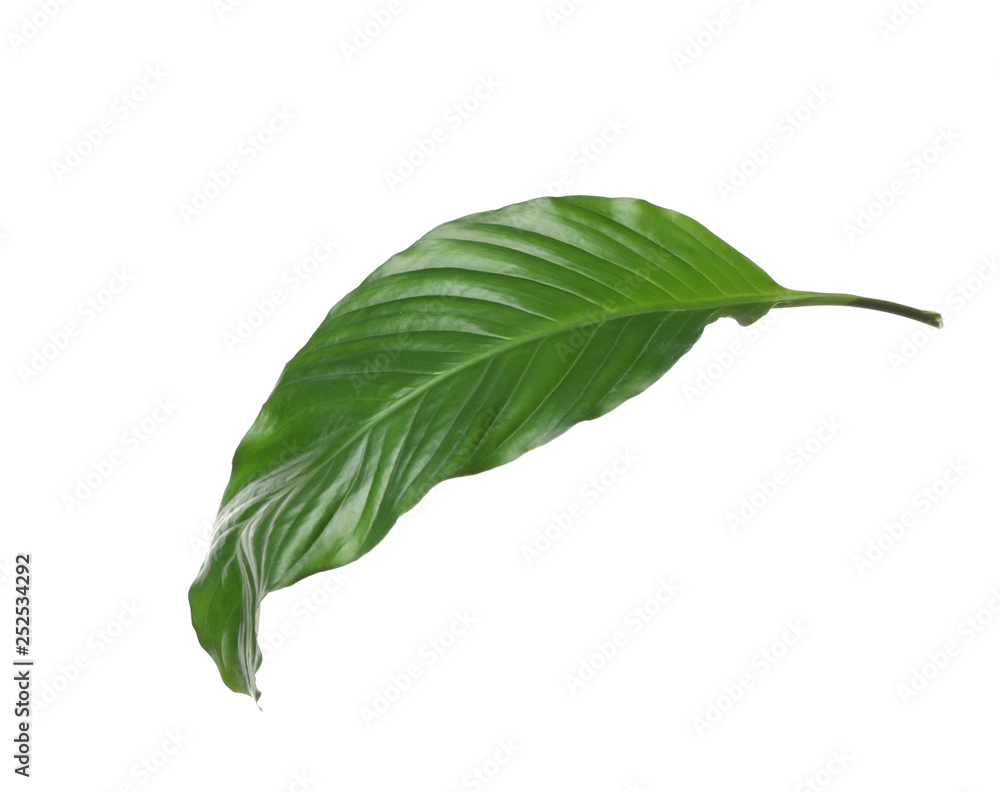 Obraz premium Leaf of tropical spathiphyllum plant isolated on white