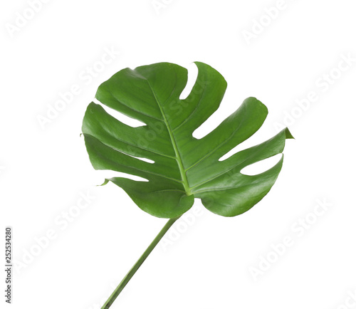 Leaf of tropical monstera plant isolated on white