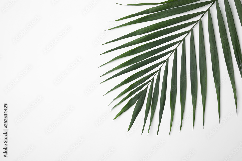 Leaf of tropical palm tree on white background, top view Leaf of tropical palm tree on white background, top view