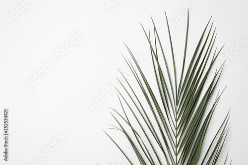 Leaf of tropical palm tree on white background  top view