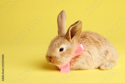 Adorable furry Easter bunny with cute bow tie on color background, space for text