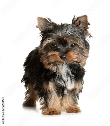 Cute Yorkshire terrier puppy on white background. Happy dog
