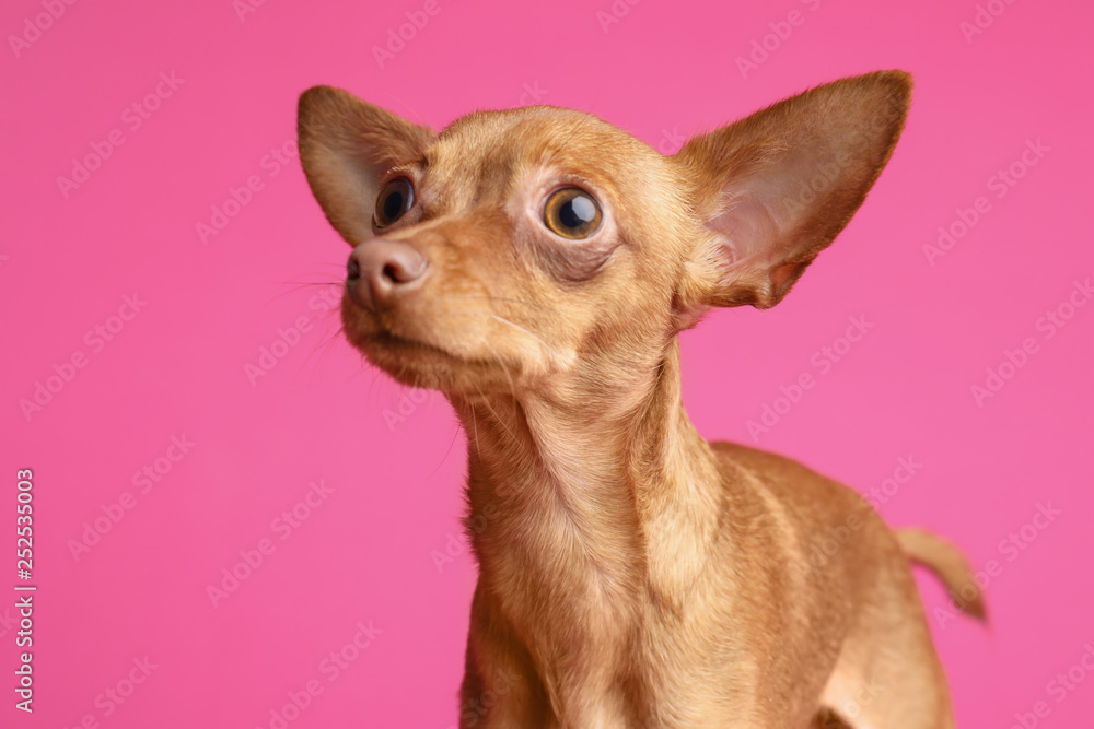 Cute toy terrier on color background. Domestic dog