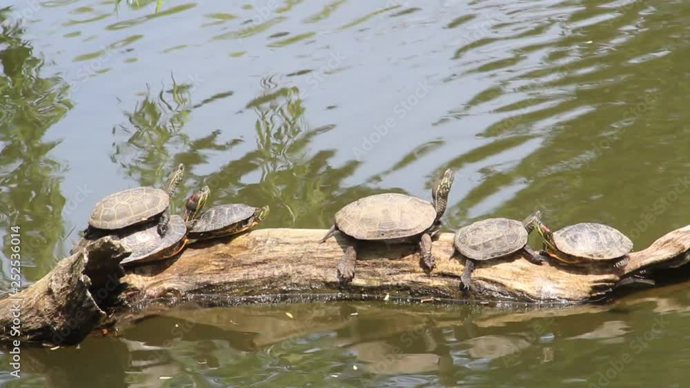 カメの甲羅干し カメの甲羅干し