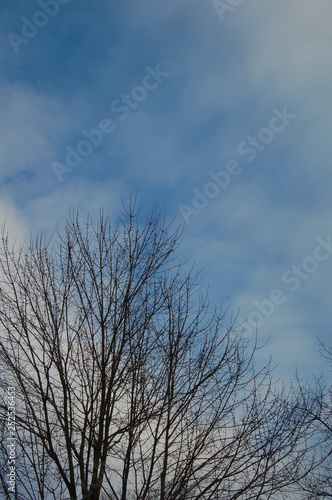 tree in winter