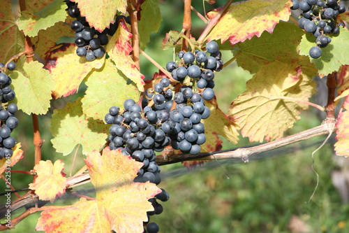 Blaue Weintrauben in der Natur gewachsen Traubenstock