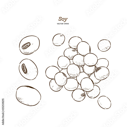 Soy bean, hand draw sketch vector.