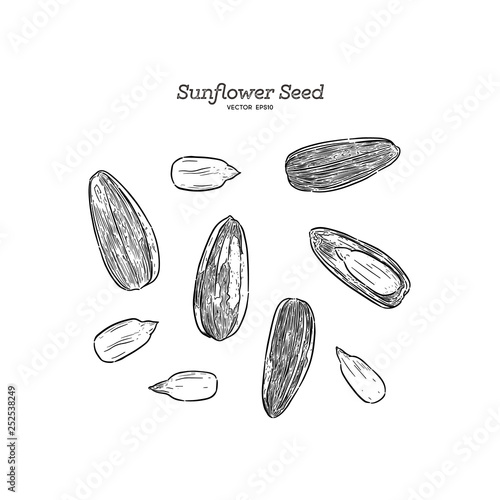 Sunflower seed, hand draw sketch vector.